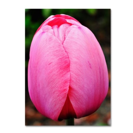Kurt Shaffer 'Perfect Pink Tulip' Canvas Art,14x19